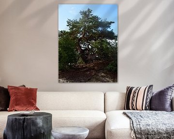 A Scots pine in fine weather