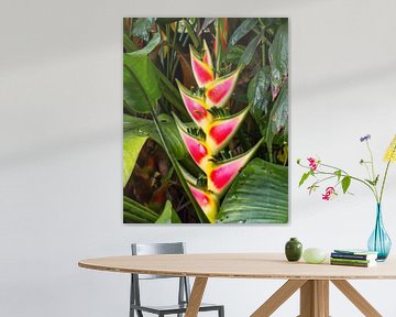 Heliconia in Suriname live gefotografeerd van Natuurpracht   Kees Doornenbal