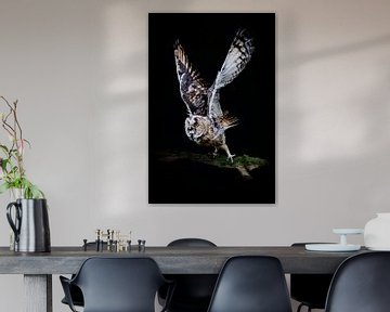 The Long-eared Owl by Koos de Vries