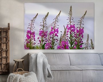 Willow roses with a visiting bee