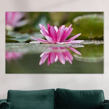Seerose zweifarbig von Natuurpracht   Kees Doornenbal