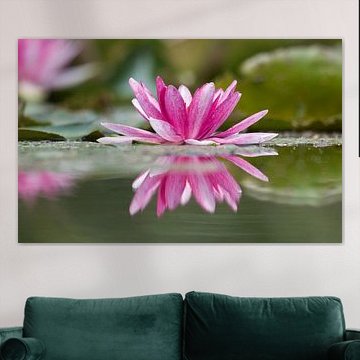 Water lily double colored by Natuurpracht   Kees Doornenbal