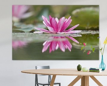 Water lily double colored by Natuurpracht   Kees Doornenbal