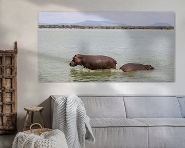 Hippopotames en Tanzanie sur Ramon Beekelaar