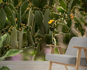 Cactus in bloom | close-up | green | nature