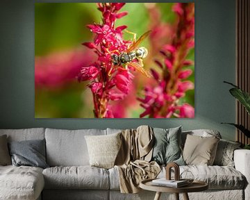 Macro van een wesp op een bloem van rode duizendknoop van ManfredFotos