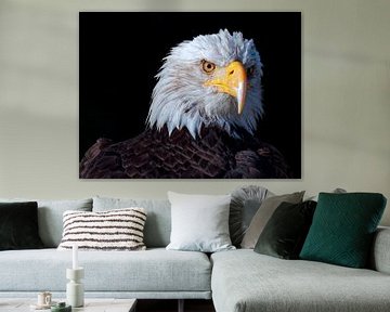 Der Jäger: Amerikanischer Weißkopfseeadler (Nahaufnahme) von BHotography