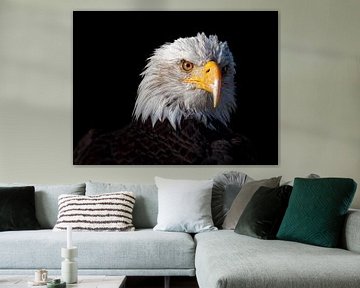 De jager: Amerikaanse Zeearend (Wildlife in close-up) van BHotography