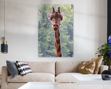 Giraffe kijkt meestal naar beneden van Natuurpracht   Kees Doornenbal