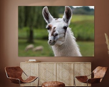 Lustig, so ein Lama. Eindeutig ein Wiederkäuer