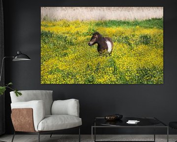 Paardje in veld met kleurrijke boterbloemen van Natuurpracht   Kees Doornenbal