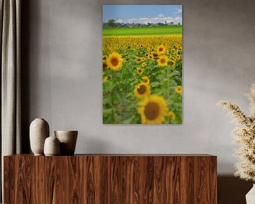 Veld vol zonnebloemen in de Auvergne in Frankrijk