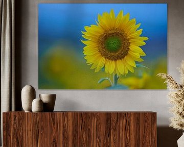 Field of sunflowers in the Auvergne region of France