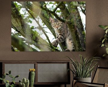 chat tabby dans un environnement naturel sur VIDEOMUNDUM