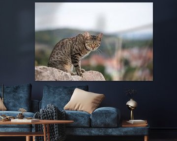 chat tabby dans un environnement naturel sur VIDEOMUNDUM