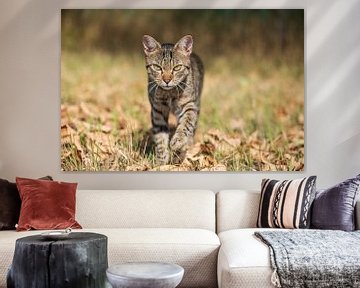 tabby cat in natural environment von VIDEOMUNDUM