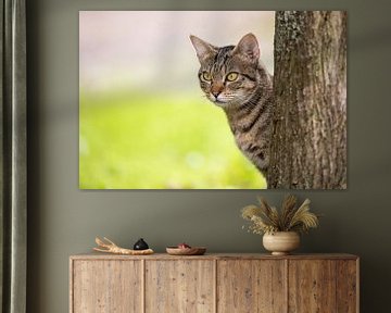 chaton tabby dans un environnement naturel sur VIDEOMUNDUM