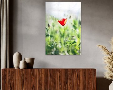 The red poppy in green on a summer day. by Joeri Mostmans