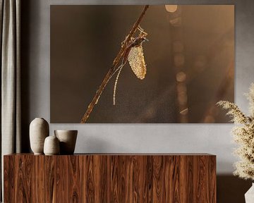 Dauw en insect in ochtendlicht van Miranda Rijnen Fotografie