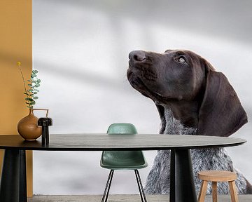Stille Aufmerksamkeit - Portrait eines kurzhaarigen Deutschen Schäferhundes von Femke Ketelaar