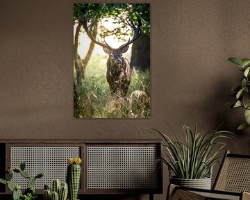 edelhert van Andy van der Steen - Fotografie