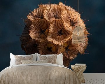 The warm brown tones of dried Scabiosa (with blue background) by Marjolijn van den Berg