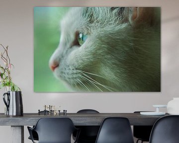 Katze Tagträumer