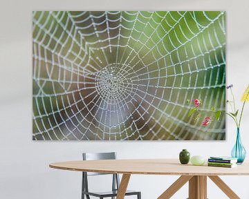 Spiderweb dewdrops by Stephan Trip