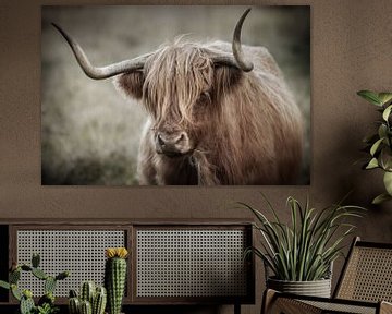 Portrait of Scottish highlander cow in fine edit by KB Design & Photography (Karen Brouwer)