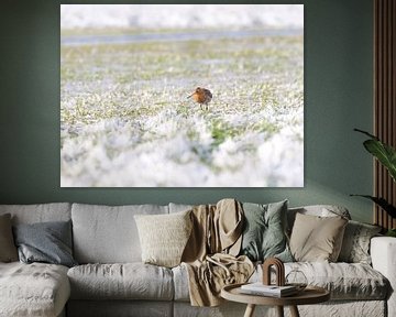 Grutto in besneeuwd polderlandschap van Jacob Molenaar