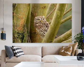 Little owl in the tree by Tanja van Beuningen
