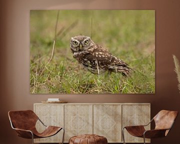Stone owl in the meadow. by Tanja van Beuningen