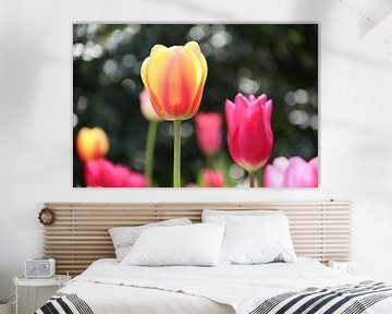 Tulpe | Niederlande von Claudia van Kuijk