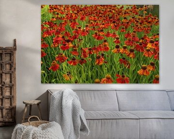 Blume | Sonnenblume | Helenium Waltraut von Claudia van Kuijk