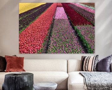 Colorfulness of the bulb fields by Natuurpracht   Kees Doornenbal