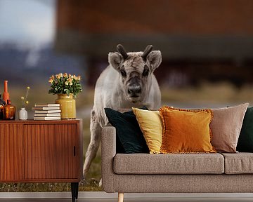 Jonge Svalbard rendieren in de Arctische lente van AylwynPhoto