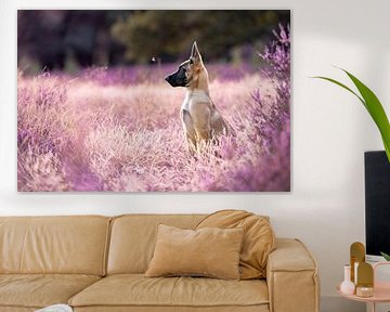 Belgian shepherd puppy in beautiful flowering purple heather. by Femke Ketelaar