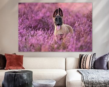 Chiot berger belge dans une belle bruyère fleurie pourpre. sur Femke Ketelaar