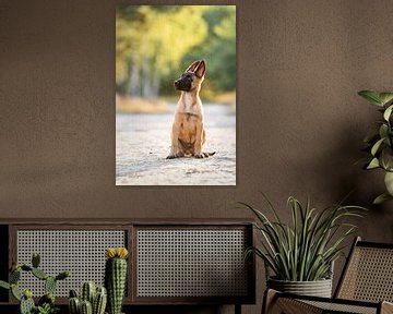 Youthful Discovery - Malinois Shepherd Puppy in Natural Light by Femke Ketelaar