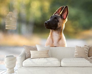 Youthful Discovery - Malinois Shepherd Puppy in Natural Light by Femke Ketelaar