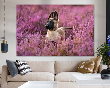 Belgian shepherd puppy in beautiful flowering purple heather. by Femke Ketelaar