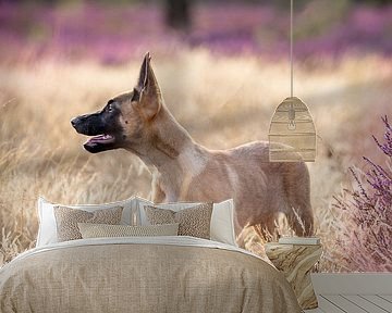 Belgischer Schäferhundwelpe in wunderschön blühendem lila Heidekraut