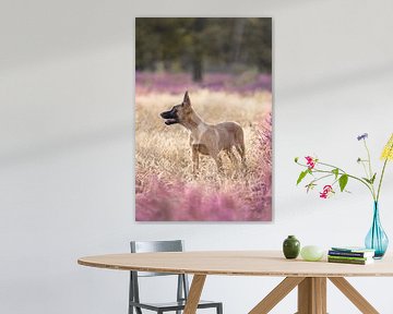 Belgian shepherd puppy in beautiful flowering purple heather by Femke Ketelaar