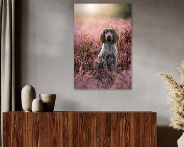 Kortharige Duitse staande puppy in paarse heide van Femke Ketelaar