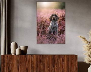 Short-haired German pointer puppy in purple heather by Femke Ketelaar