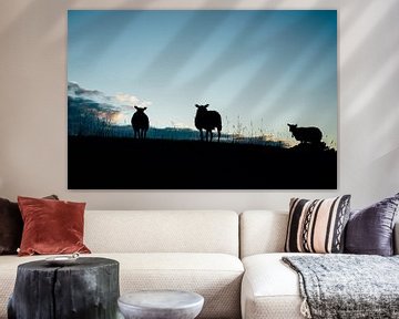 Silhouette of sheep at sunrise by Suzanne Spijkers