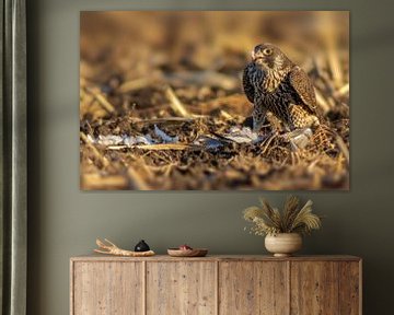 Peregrine falcon eats its prey in a field by Mario Plechaty Photography