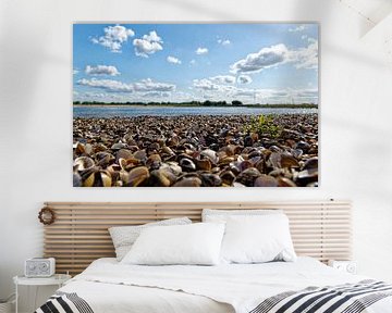 Shell beach along the Waal River. by Tim Hartelo
