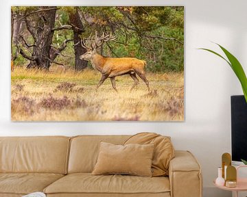 Edelherten op de Hoge Veluwe, Nederland van Gert Hilbink