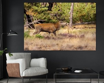 Red deer on the Hoge Veluwe, Netherlands by Gert Hilbink